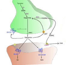 Cartoon diagram of a dopaminergic synapse, showing the synthetic and metabolic mechanisms as well as the things that can happen after release.