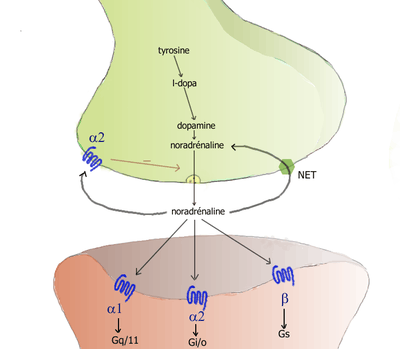 Cartoon diagram of a noradrenergic synapse, showing the synthetic and metabolic mechanisms as well as the things that can happen after release.