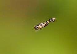 Hoverfly hovering in the air