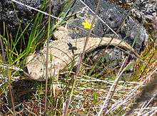 Tan colored lizard in grass near a rock. A 5-petaled yellow flower is directly above it.