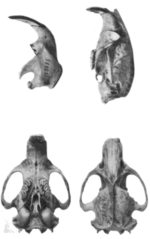 Above: chunky rodent mandible and skull, seen from the side; below: same skull, seen from above and below.