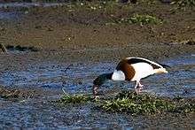 A mainly white and brown duck walking in shallow mud searching for food with its beak in the mud