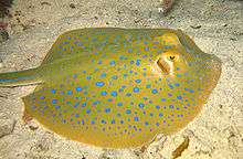 Photo of a stingray lying on sand, showing its oval shape and brilliant blue spots