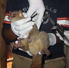 Male northern giant mouse lemur being held while calipers are used to measure its testicle size.