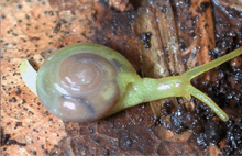 live yellow-green snail