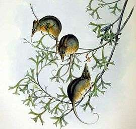 Gould lithograph of a group of Noolbengers, or Honey Possums, perched in a tree