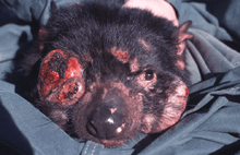 A black devil with several pink-red coloured tumours growing on many parts of its body. The two largest are one covering where its right eye is, and another below the left eye. The right eye is no longer visible and both of these are around one-third the size of a normal devil face. It is lying on a green fabric.