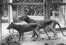 A pair of thylacines in Hobart Zoo prior to 1921 (Note that the male in the background is larger than the female)