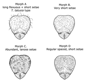 Drawings of four ant heads; "Morph A, Long flexuous + short setae, T. Tatusia type; Morph B, Very short setae; Morph C, Abundant, lanose setae; Morph D, Regular spaced, short setae"