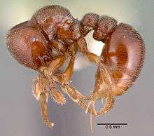 Photograph of an ant
