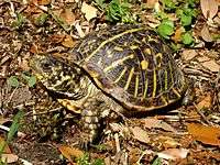 An ornate box turtle with a slightly dirty carapace raising its head.