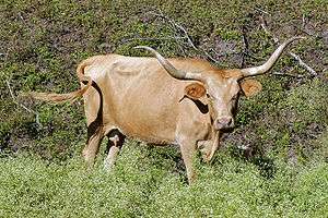 A brown-color steer with long, handlebar-shaped horns stands among bushes and trees