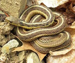 A Garter snake