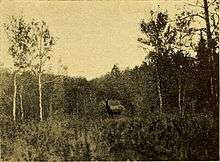  A female elk in the Riding Mountain area, spring 1933.