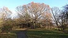 The Oak of Honour on One Tree Hill