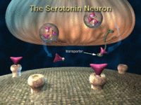 A serotonin transporter moving a serotonin molecule.