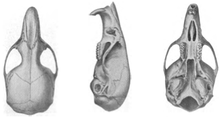 From left to right: complete skull in views from above, aside, and below.