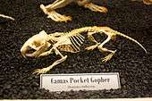 Skeleton model of the camas pocket gopher in a museum display case