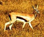 a Thompson's Gazelle in profile facing right