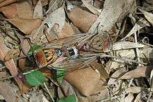 Photograph from above of mating cicadas on fallen leaves