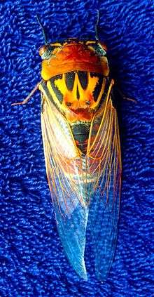 dorsal view of cicada on bright blue carpet