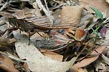 Photograph of two brown and black cicadas mating on fallen leaves