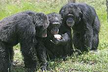  Three chimpanzees with apple