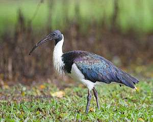Straw-necked ibis standing