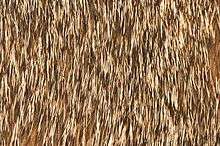 Close-up view of the fur of an Abyssinian cat, showing the "ticked" effect