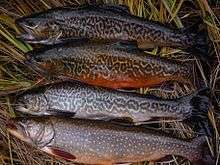 Photo of four trout lying in grass