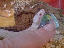Small white snake next to human index finger,  demonstrating its size