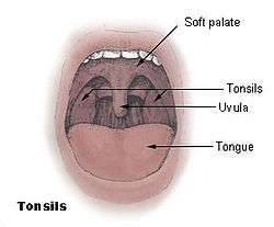 Illustration of an open mouth, including the tonsils