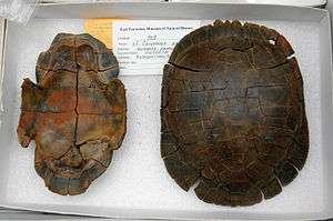top and bottom turtle shells in a sample box with ID card