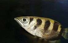 Side view of a silvery-gold fish with four brown stripes occupying most of the centre foreground, with a dark background. The fish is arrowhead-shaped, with a pointed snout and large eye