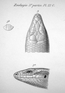 Head of a lizard, seen from above and from the left.
