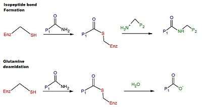 reaction mechanism of tTG