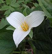  A three-petaled white flower with orange stamens rises above dark green leaves.