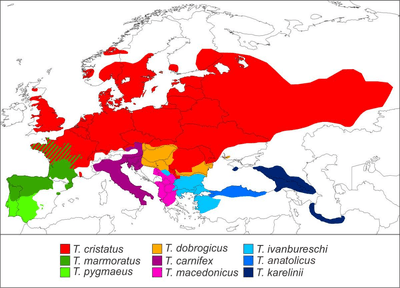 Map showing the parapatric distribution of Triturus in Eurasia