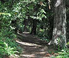 An unpaved path runs through a sun-dappled forest. Ferns and other understory plants grow thickly on both sides of the path, beneath trees. Along the right edge of the path are three trees, separated from one another by about 30 feet (9.1 m), with trunks of about 2 feet (0.6 m) in diameter. Only the bottom few feet of the trunks are visible.