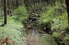  A stream no more than 10 feet (3.0 m) wide meanders through a second-growth forest.