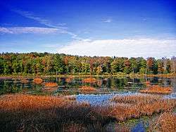 A wetland with trees in the autumn.
