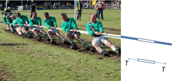 9 men in the Irish champion tug of war team pull on a rope. The rope in the photo extends into a cartoon showing adjacent segments of the rope. One segment is duplicated in a free body diagram showing a pair of action-reaction forces of magnitude T pulling the segment in opposite directions,  where T is transmitted axially and is called the tension force. This end of the rope is pulling the tug of war team to the right. Each segment of the rope is pulled apart by the two neighboring segments, stressing the segment in what is also called tension, which can change along the length of a rope, as it may also change along the grip of each of the tug of war team members.