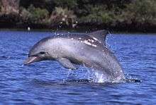 Profile photo of dolphin breaching