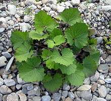 The hoof shaped leaves of the Coltsfoot plant
