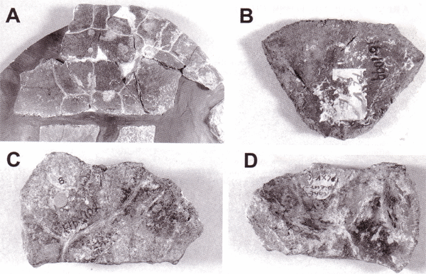 A) Lectotype of Elseya uberrima; B) Lectotype of Elseya arata; C-D) dorsal and ventral views of the lectotype of Pelocomastes ampla.