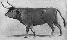 Painting of an aurochs