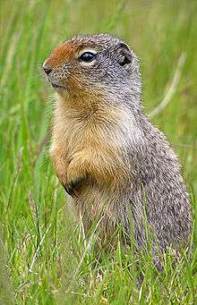 Ground squirrel standing on its hindlegs. Underparts yellow, upperparts grey, nose and cheeks red. Grass in the background.