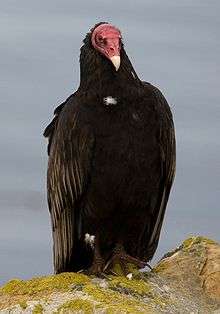 Large black bird with red, unfeathered head, perched on a rock and sitting looking to right of cameraman