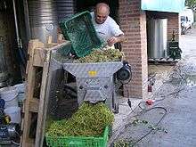 Colour photo showing an Italian winemaker emptying perforated crates of white grapes into a de-stemmer.  The berries are evacuated to the press and stalks fall to the front in a crate.  In the background are stainless steel tanks used for fermentation.