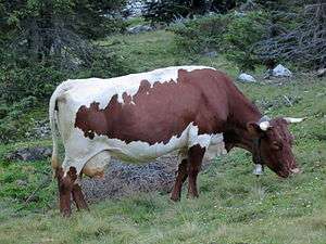 a red-and-white cow on a mountain pasture